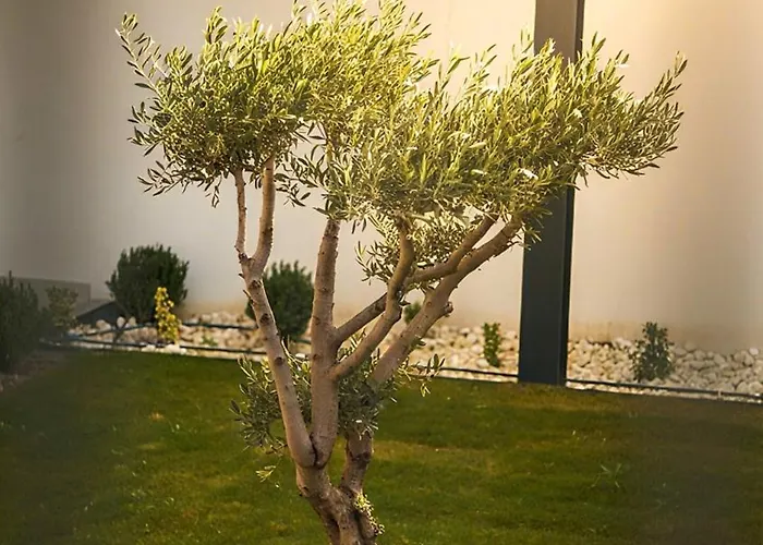 מלון דירות Toptepehome